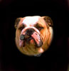 bulldog con fotoritocco sigaro